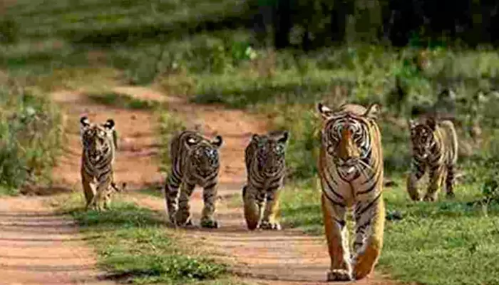 Wild & Wonderful: Importance to Key Insights as India becomes World's First Nation to Prepare Full list of its Animals